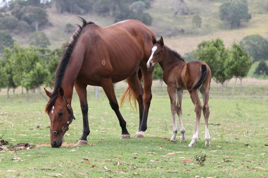 Cbr Equine Cottage Amamoor Экстерьер фото